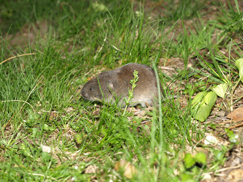 meadow vole
